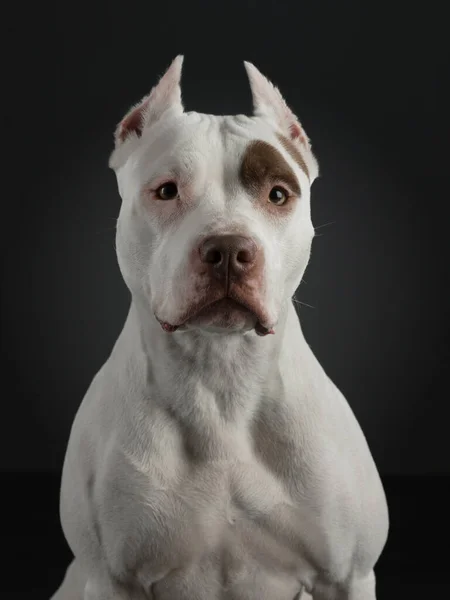 Retrato de um cão em um fundo escuro. Terrier americano pit bull. Belo animal de estimação em preto — Fotografia de Stock