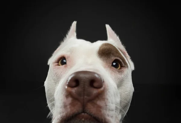 Porträtt av en hund på en mörk bakgrund. Amerikansk pitbullterrier. Vackert husdjur på svart — Stockfoto
