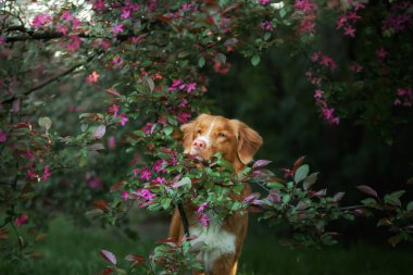 Baharda pembe renkli bir köpek. Doğada evcil hayvan. Nova Scotia Duck Tolling Retriever