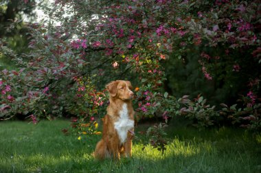 Baharda pembe renkli bir köpek. Doğada evcil hayvan. Nova Scotia Duck Tolling Retriever