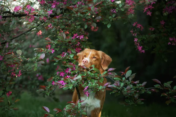 Собака в розовых тонах весной. Животное на природе. Новая Шотландия Дак Толлинг ретривер — стоковое фото
