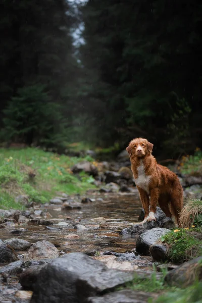 Senderismo con un perro. La mascota está sentada junto al arroyo, junto al río. Nova Scotia Duck Tolling Retriever (en inglés). Camping en el bosque — Foto de Stock