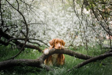 Pembe renkli köpekler doğada bahar mevsiminde. Nova Scotia Duck Tolling Retriever 