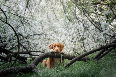 Pembe renkli köpekler doğada bahar mevsiminde. Nova Scotia Duck Tolling Retriever 
