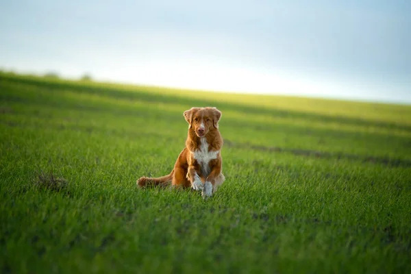 Läuft der Hund auf das Feld. Haustier in der Natur. — Stockfoto