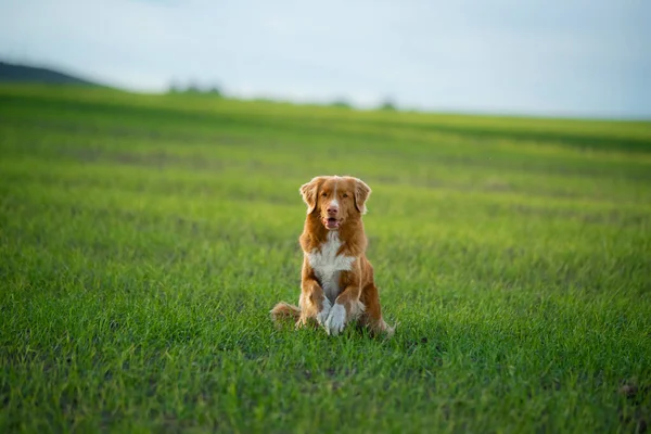 O cão corre para o campo. Pet na natureza . — Fotografia de Stock