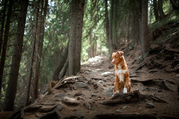 Verfolgung mit einem Hund im Wald. Haustier für einen Spaziergang. Nova Scotia Duck Tolling Retriever in der Natur — Stockfoto