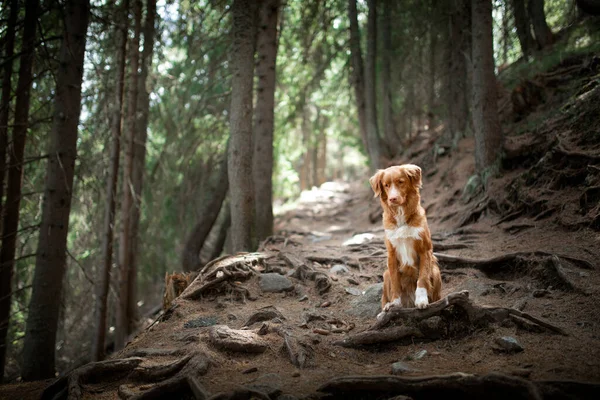Rastreo con un perro en el bosque. Mascota para un paseo. Nova Scotia Duck Tolling Retriever en la naturaleza — Foto de Stock