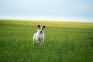 Köpek tarlaya koştu. Doğada evcil hayvan.