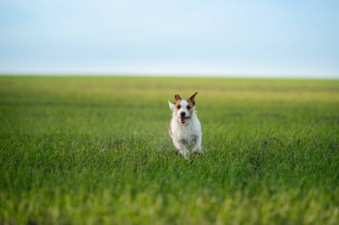 Köpek tarlaya koştu. Doğada evcil hayvan.