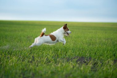 Köpek tarlaya koştu. Doğada evcil hayvan.