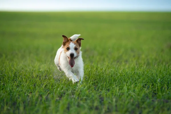 El perro corre al campo. Mascota en la naturaleza . — Foto de Stock