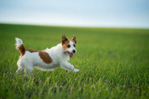 Hunden springer ut på fältet. Sällskapsdjur på naturen. — Stockfoto