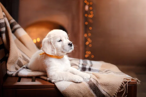 Golden retriever puppy thuis. Hond op de achtergrond van de open haard. — Stockfoto