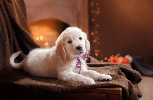 Golden retriever puppy thuis. Hond op de achtergrond van de open haard. — Stockfoto