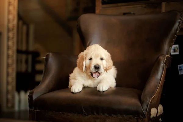 Το κουτάβι Γκόλντεν Ριτρίβερ στο σπίτι. Σκύλος στο βάθος του τζακιού. — Φωτογραφία Αρχείου