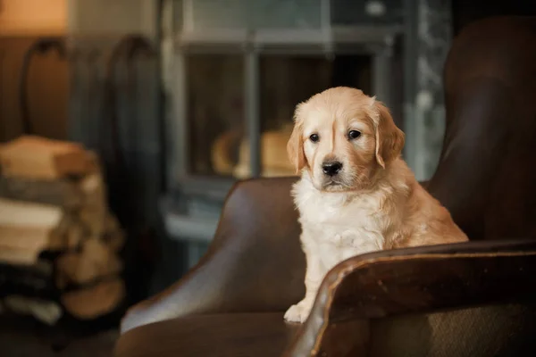 Golden retriever cachorro en casa. Perro en el fondo de la chimenea . — Foto de Stock