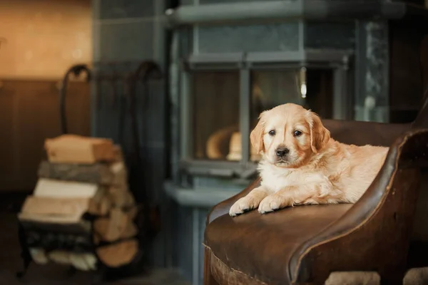 Golden retriever cachorro en casa. Perro en el fondo de la chimenea . —  Fotos de Stock