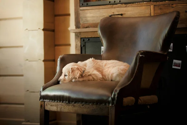 Cucciolo golden retriever a casa. Cane sullo sfondo del camino . — Foto Stock