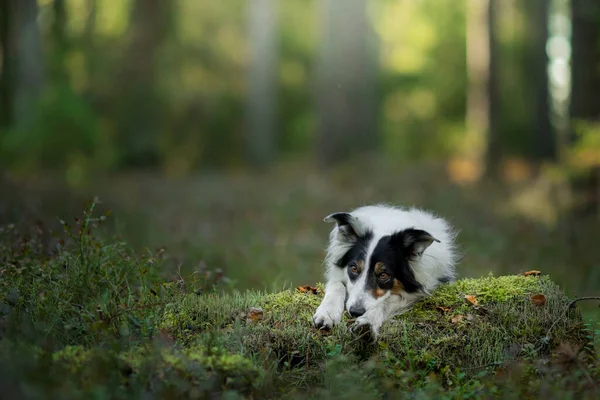 Chien dans la forêt. Pet sur la nature. Frontière noire et blanche collie. — Photo