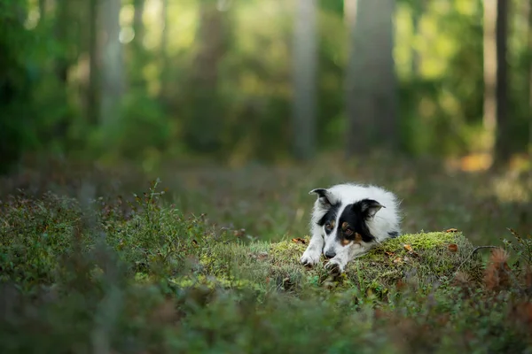Pies w lesie. Zwierzak natury. Czarne i białe collie graniczne. — Zdjęcie stockowe