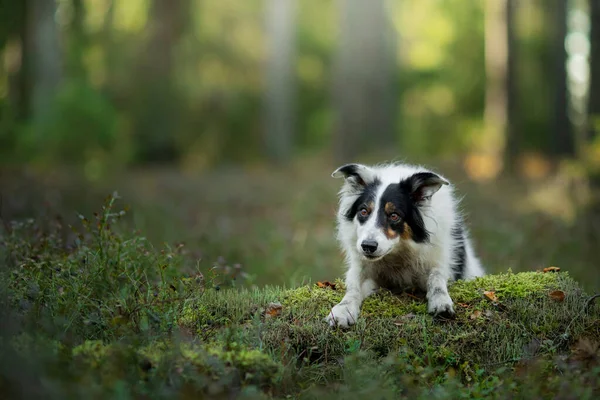 Perro en el bosque. Mascota en la naturaleza. Collie de borde blanco y negro. — Foto de Stock