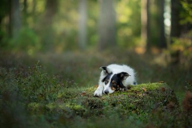 Ormandaki köpek. Doğada evcil hayvan. Siyah-beyaz sınır çoban köpeği.