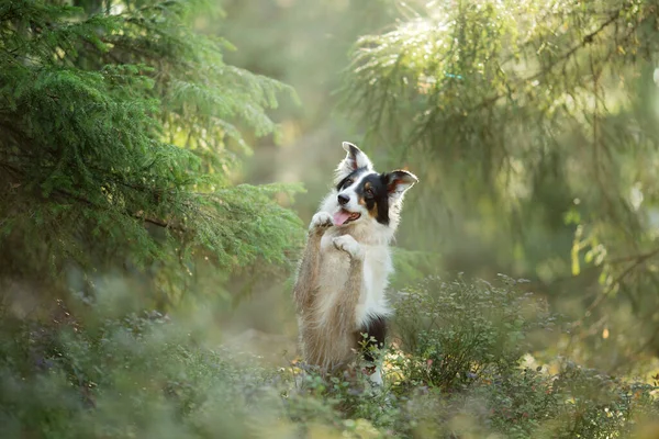 dog in the forest. Pet on the nature. Black and white border collie.