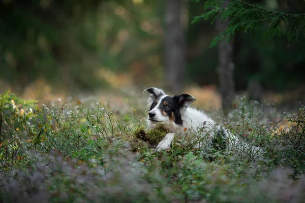 Chien dans la forêt. Pet sur la nature. Frontière noire et blanche collie. — Photo