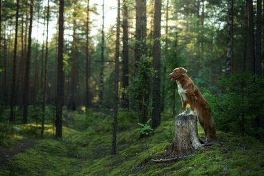 Ormandaki köpek. Doğadaki Nova Scotia Duck Tolling Retriever. Hayvan izleme