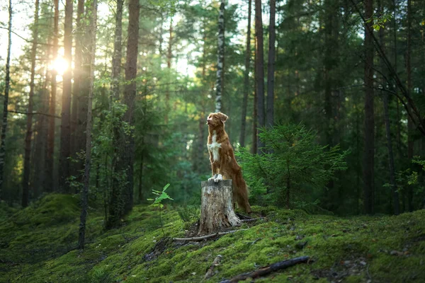 Dog in the forest. Nova Scotia Duck Tolling Retriever in nature. Pet tracking — Stock Photo, Image