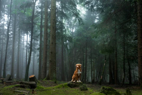 Σκύλος στο δάσος. Νέα Σκωτία Duck Tolling Retriever στη φύση. Παρακολούθηση κατοικίδιων ζώων — Φωτογραφία Αρχείου