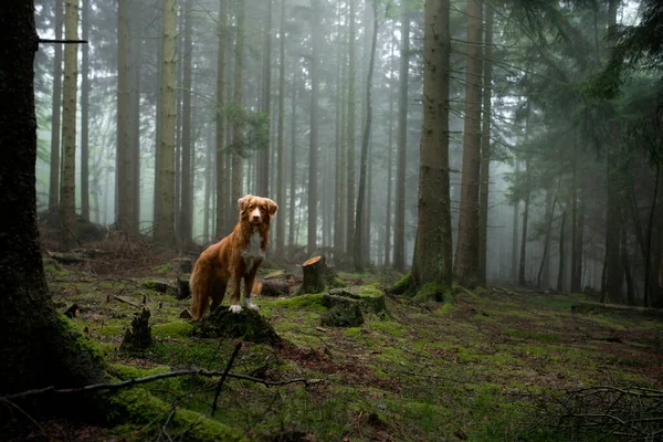 dog in the forest. Nova Scotia Duck Tolling Retriever in nature. Pet tracking