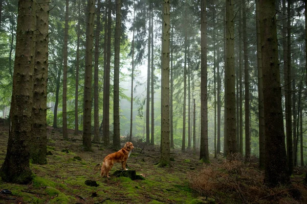 Cão na floresta. Nova Escócia Duck Tolling Retriever na natureza. Rastreamento — Fotografia de Stock