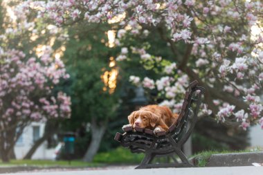 Manolya çiçeğindeki köpek. Parkta evcil hayvan. Pembe çiçekli bahçe. Nova Scotia Ördek Çalar Avcı Köpeği