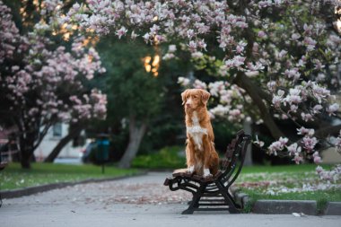 Manolya çiçeğindeki köpek. Parkta evcil hayvan. Pembe çiçekli bahçe. Nova Scotia Ördek Çalar Avcı Köpeği