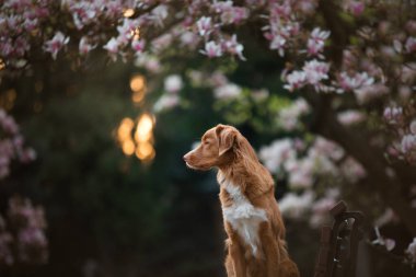 Manolya çiçeğindeki köpek. Parkta evcil hayvan. Pembe çiçekli bahçe. Nova Scotia Ördek Çalar Avcı Köpeği