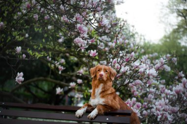 Manolya çiçeğindeki köpek. Parkta evcil hayvan. Pembe çiçekli bahçe. Nova Scotia Ördek Çalar Avcı Köpeği