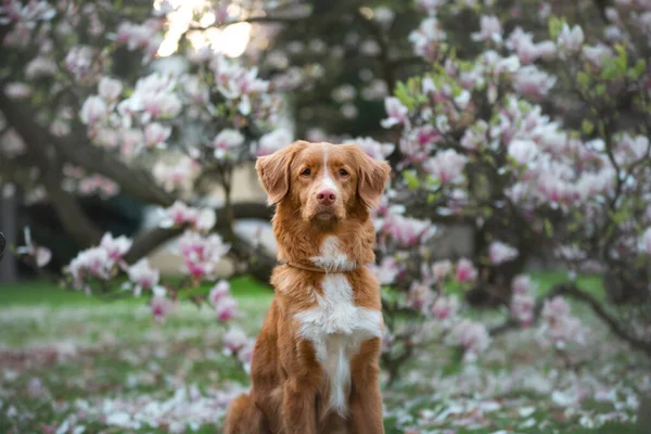 Pes na magnóliové květině. Domácí mazlíček v parku. růžová kvetoucí zahrada. Nova Scotia Duck Tolling Retriever Outdoors — Stock fotografie