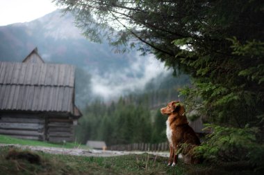 Bir köpekle yürüyüş. Nova Scotia Duck Tolling Retriever dağlarda, vadide küçük evlerin arka planında