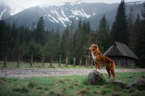 Caminhadas com um cão. Nova Scotia Duck Tolling Retriever nas montanhas, no vale em um fundo de pequenas casas — Fotografia de Stock