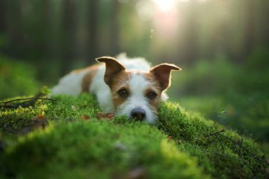 Ormandaki köpek. Jack Russell Terrier yosunların üzerinde yatıyor. Doğada iz sürmek. Hayvan istirahati