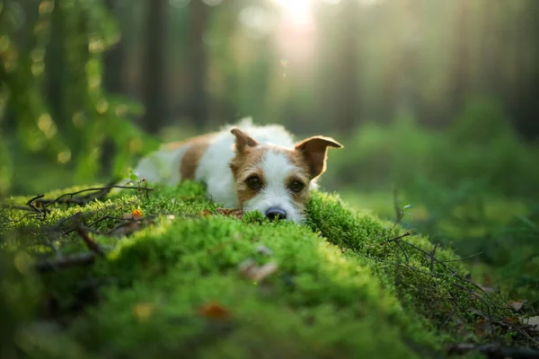 Perro en el bosque. Jack Russell Terrier está acostado en el musgo. Seguimiento en la naturaleza. Descanso de mascotas —  Fotos de Stock