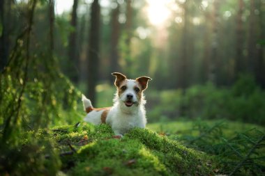 Ormandaki köpek. Jack Russell Terrier yosunların üzerinde yatıyor. Doğada iz sürmek. Hayvan istirahati
