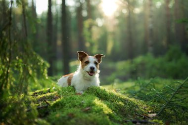 Ormandaki köpek. Jack Russell Terrier yosunların üzerinde yatıyor. Doğada iz sürmek. Hayvan istirahati