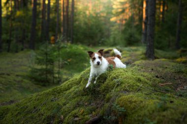 Ormandaki köpek. Jack Russell Terrier yosunların üzerinde yatıyor. Doğada iz sürmek. Hayvan istirahati
