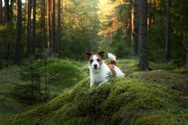 Ormandaki köpek. Jack Russell Terrier yosunların üzerinde yatıyor. Doğada iz sürmek. Hayvan istirahati
