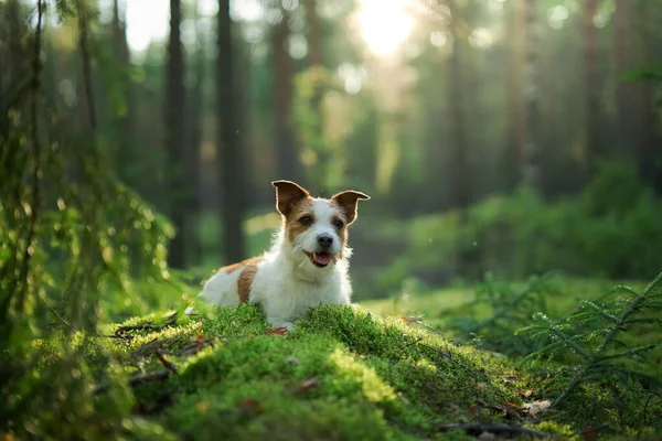 dog in the forest. Jack Russell Terrier is lying on the moss. Tracking in nature. Pet resting