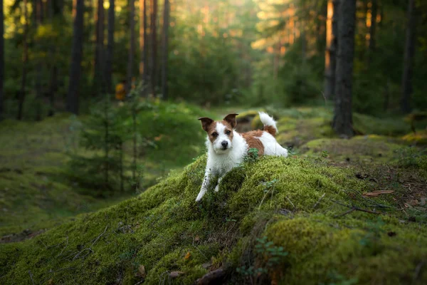 Chien dans la forêt. Jack Russell Terrier est allongé sur la mousse. Suivi dans la nature. Repos des animaux — Photo