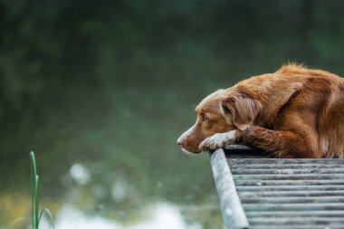 Köpek göldeki ahşap bir köprüde yatıyor. Deniz kenarında evcil hayvan. Doğada evcil hayvan